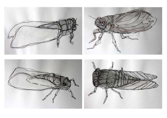 Cicada drawings